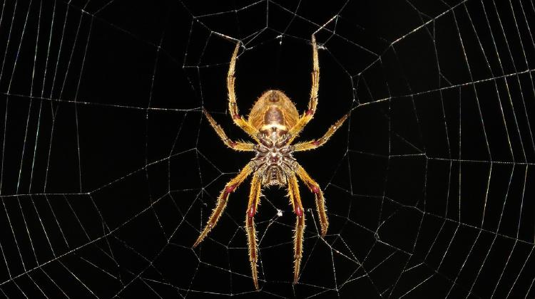 araña-telaraña araña-telaraña