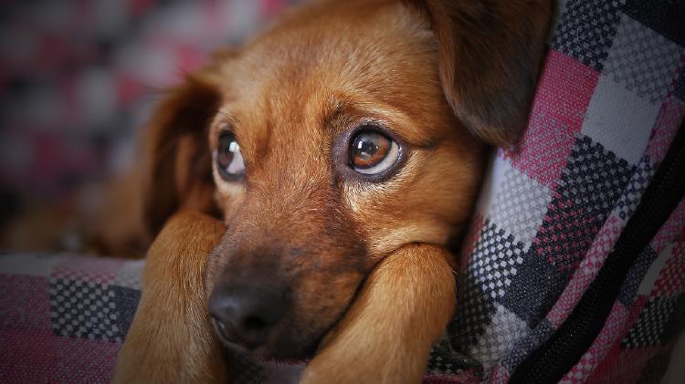 perro-cobija perro-cobija
