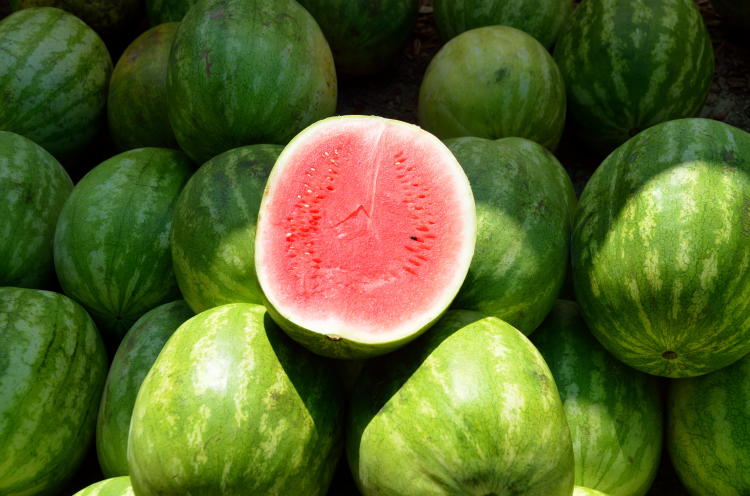 sandia sandia