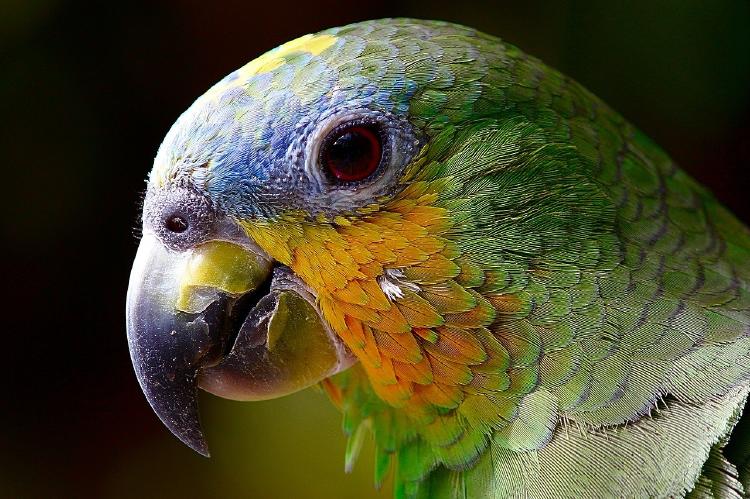 loro-ave loro-ave