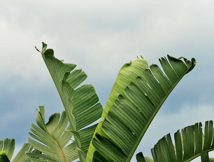 platano-hojas platano-hojas