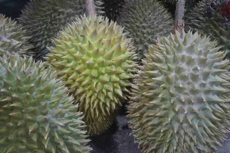 durian-powerbank