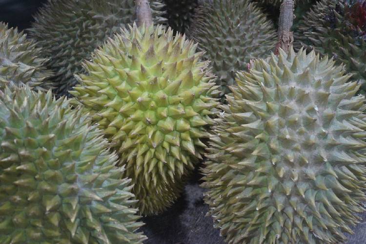 durian-powerbank durian-powerbank