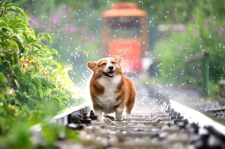 perro-pasear perro-pasear