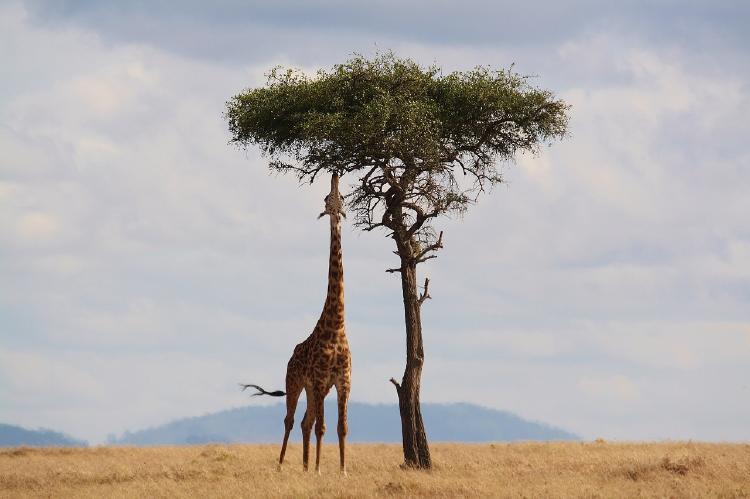 jirafa-arbol jirafa-arbol