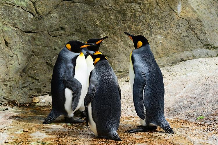 pinguino-zoologico
