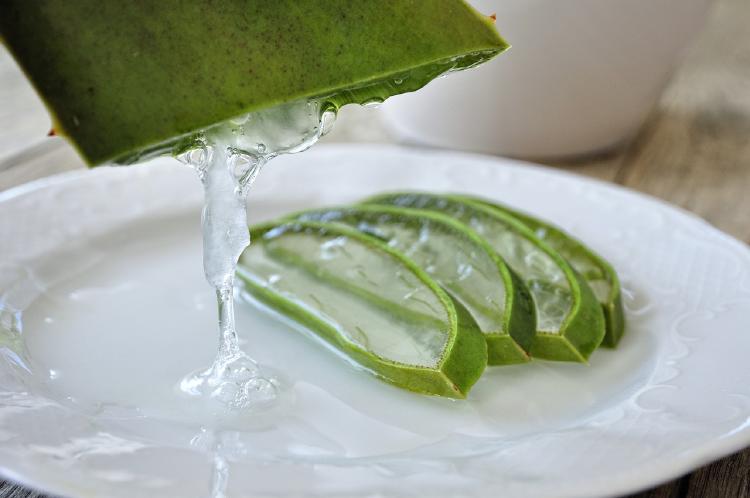 aloe-vera aloe-vera